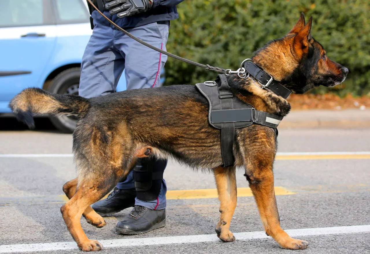 K9 Unit